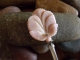 Fairy Fan Shell Hairstick