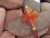 Southwestern Cross Hairstick flowercrosshairstick4.jpg