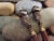 Lush Earth Lothlorian Hairsticks lushearthlothlorien2.jpg
